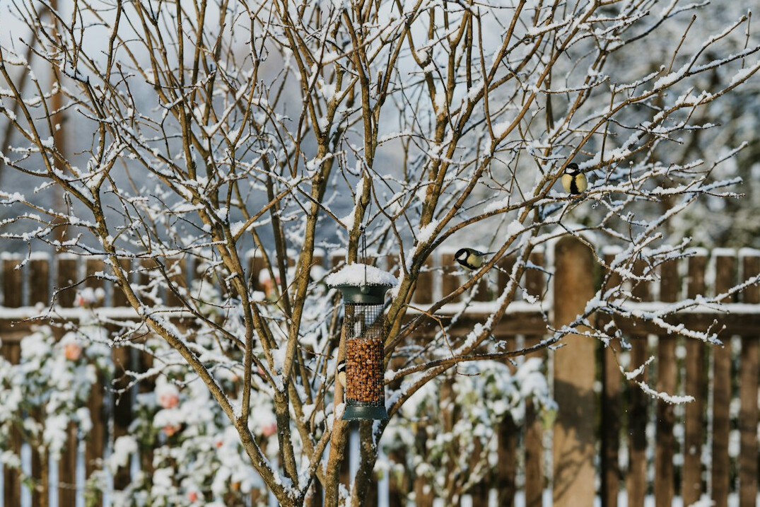 winter garden tools