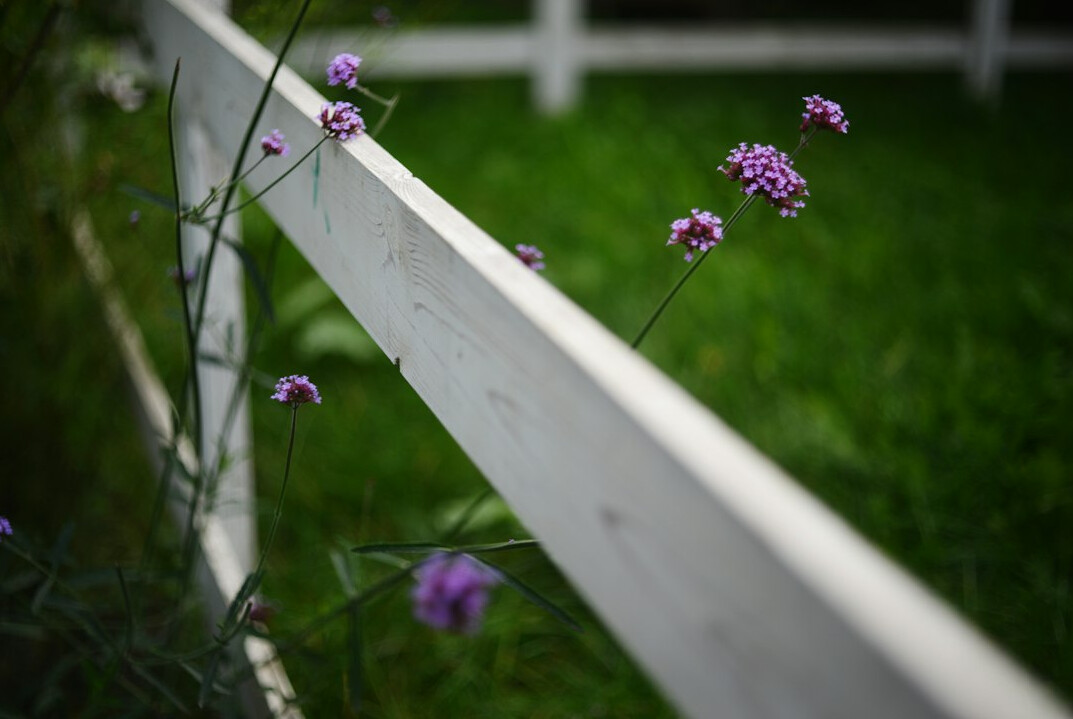neighbor garden fence
